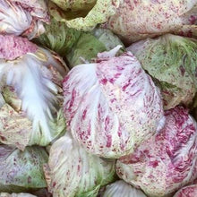 Organic Radicchio 'Adige Medio'