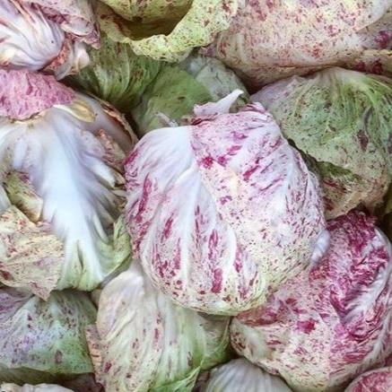 Organic Radicchio 'Adige Medio'