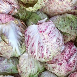 Radicchio 'Adige Medio' bio