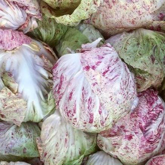 Radicchio 'Adige Medio' bio