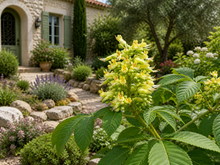 Aesculus glabra en fleurs avec feuillage vert décoratif.