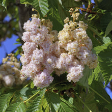 Aesculus hippocastanum 'Baumannii'
