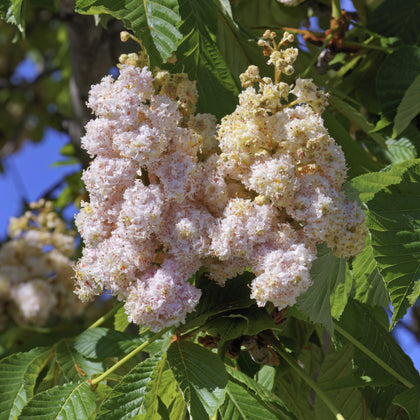 Aesculus hippocastanum 'Baumannii'