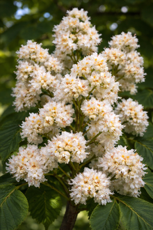 Aesculus hippocastanum 'Baumannii'