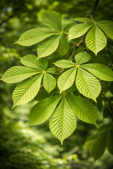 Aesculus hippocastanum 'Baumannii'
