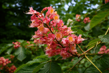 Aesculus × carnea 'Briotii'