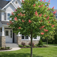 Aesculus × carnea 'Fort McNair'