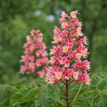 Aesculus × carnea 'Fort McNair'