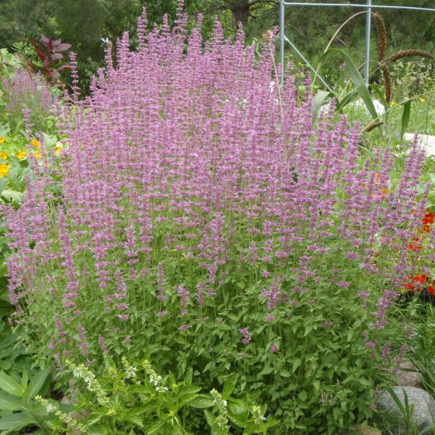 New Mexico Hummingbird Mint (Agastache neomexicana)