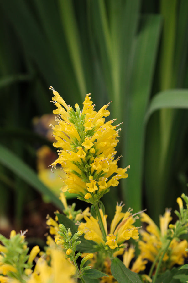 Agastache Poquito 'Butter Yellow'
