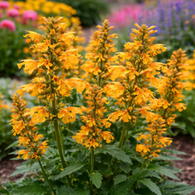 Agastache Poquito 'Orange'