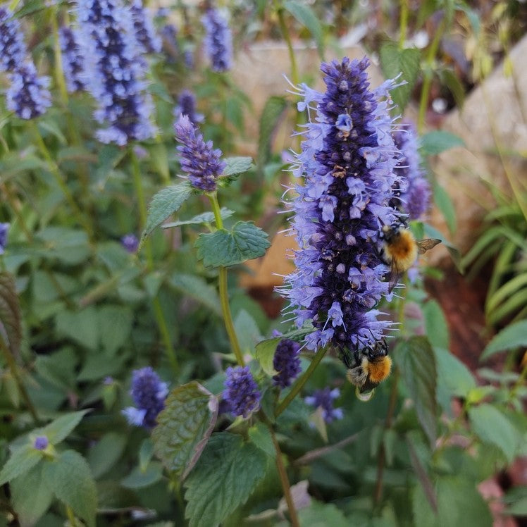 Photo de Agastache ‘Astello Indigo’. La couleur caractéristique est : bleu-indigo. Le visuel permet d’observer les contours, les teintes et la disposition des éléments présentés. Les détails de forme et les contrastes donnent un aperçu de l’apparence de cette plante ou de sa récolte. Cette photographie accompagne la variété nommée afin de l’identifier dans la sélection de semences.