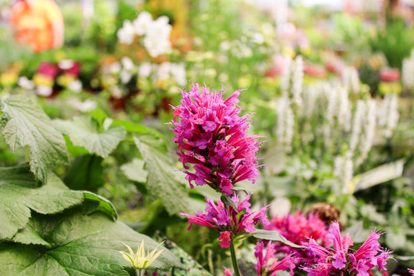 Agastache 'Morello'