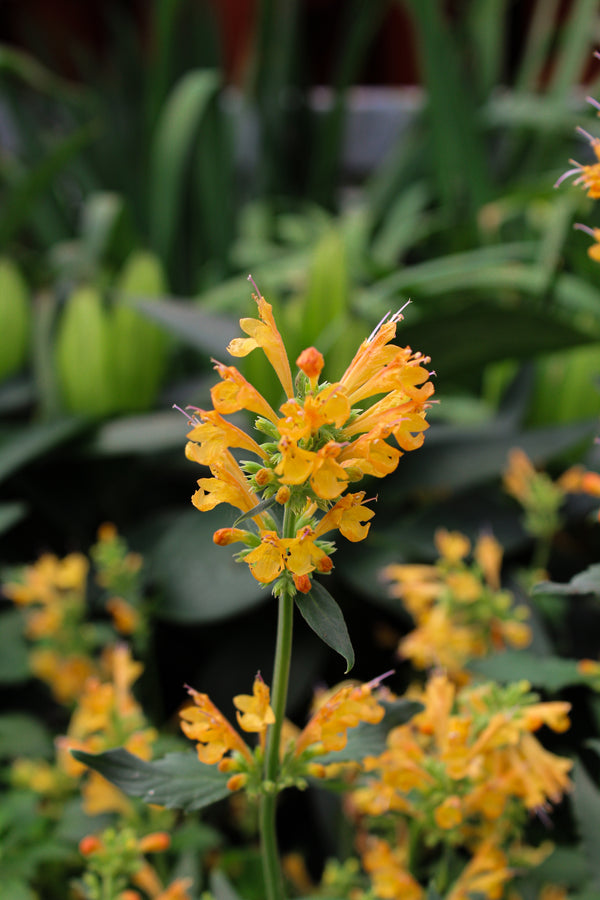 Agastache Poquito 'Orange'