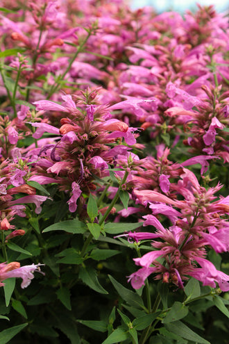 Agastache 'Rosie Posie'. De petits tubes floraux partent des épis dressés, en bandes serrées autour des tiges. Les pétales roses portent des zones claires et des ombres sur leurs surfaces. Des tubes floraux ouverts et des boutons pointus partent de la tête centrale. Des feuilles vertes apparaissent autour des fleurs et entre les tiges de la photo. La vue large montre un groupe dense de fleurs répétées à travers la photo.