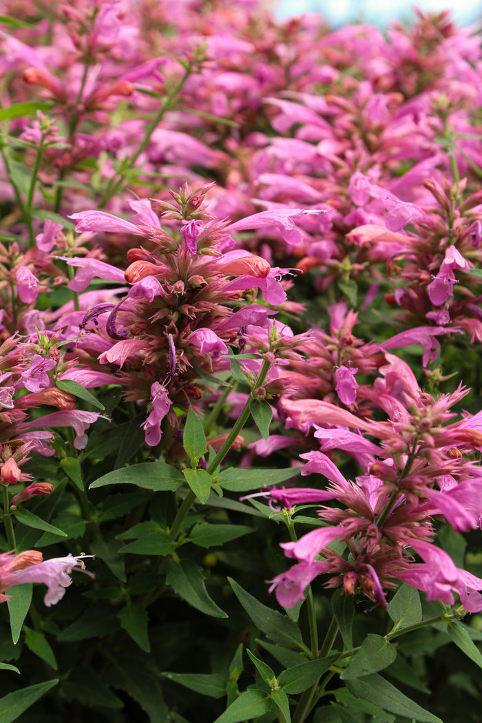 Agastache 'Rosie Posie'