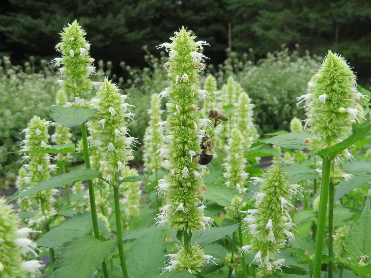 Agastache 'Snow Pike'