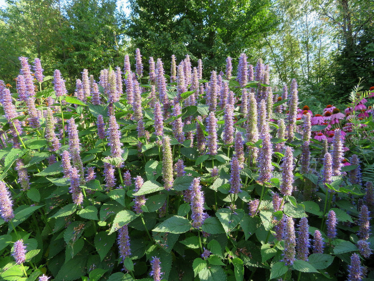 Agastache fenouil