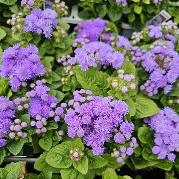 Agératum ‘Aloha Blue’ (<em>Ageratum houstonianum</em>)