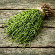 Agretti Roscano Saltwort