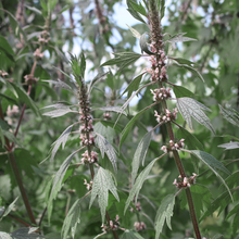 Motherwort