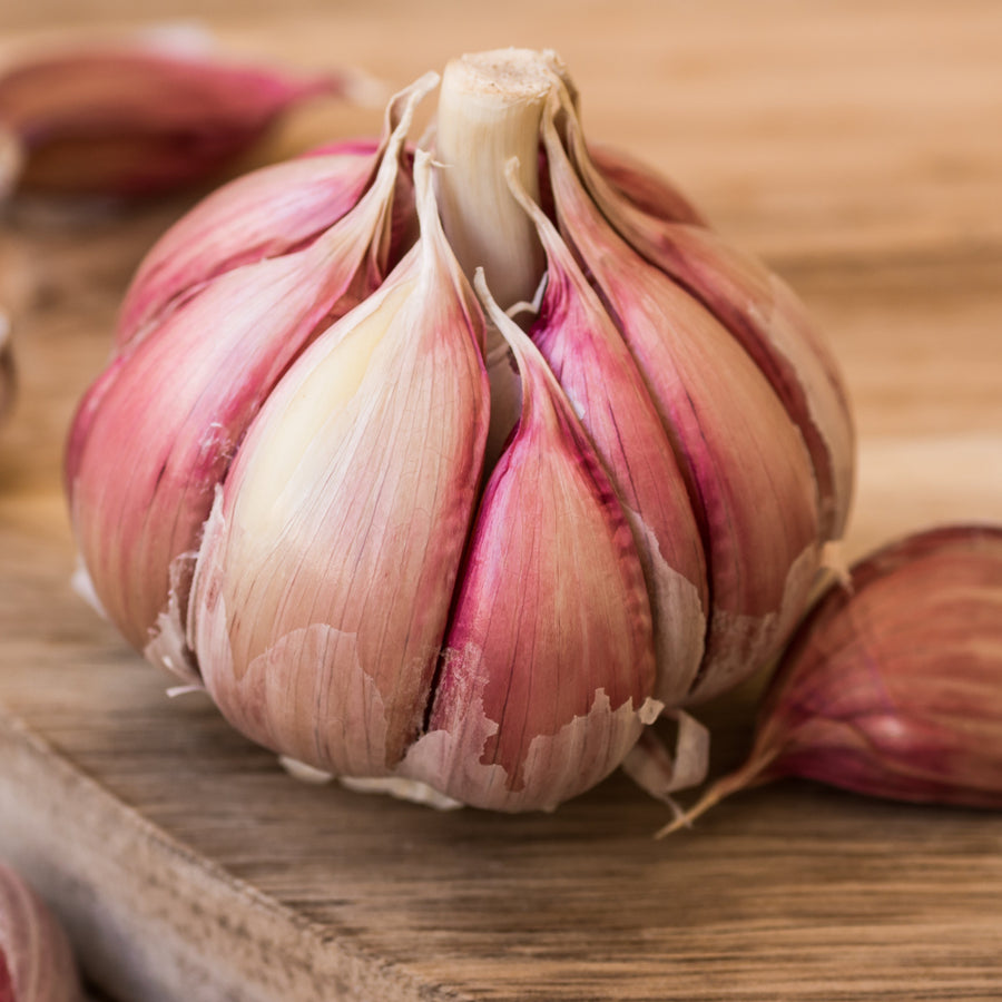 Ail ‘Chesnok Red’ bio (<em>Allium sativum</em> var. <em>ophioscorodon</em>)