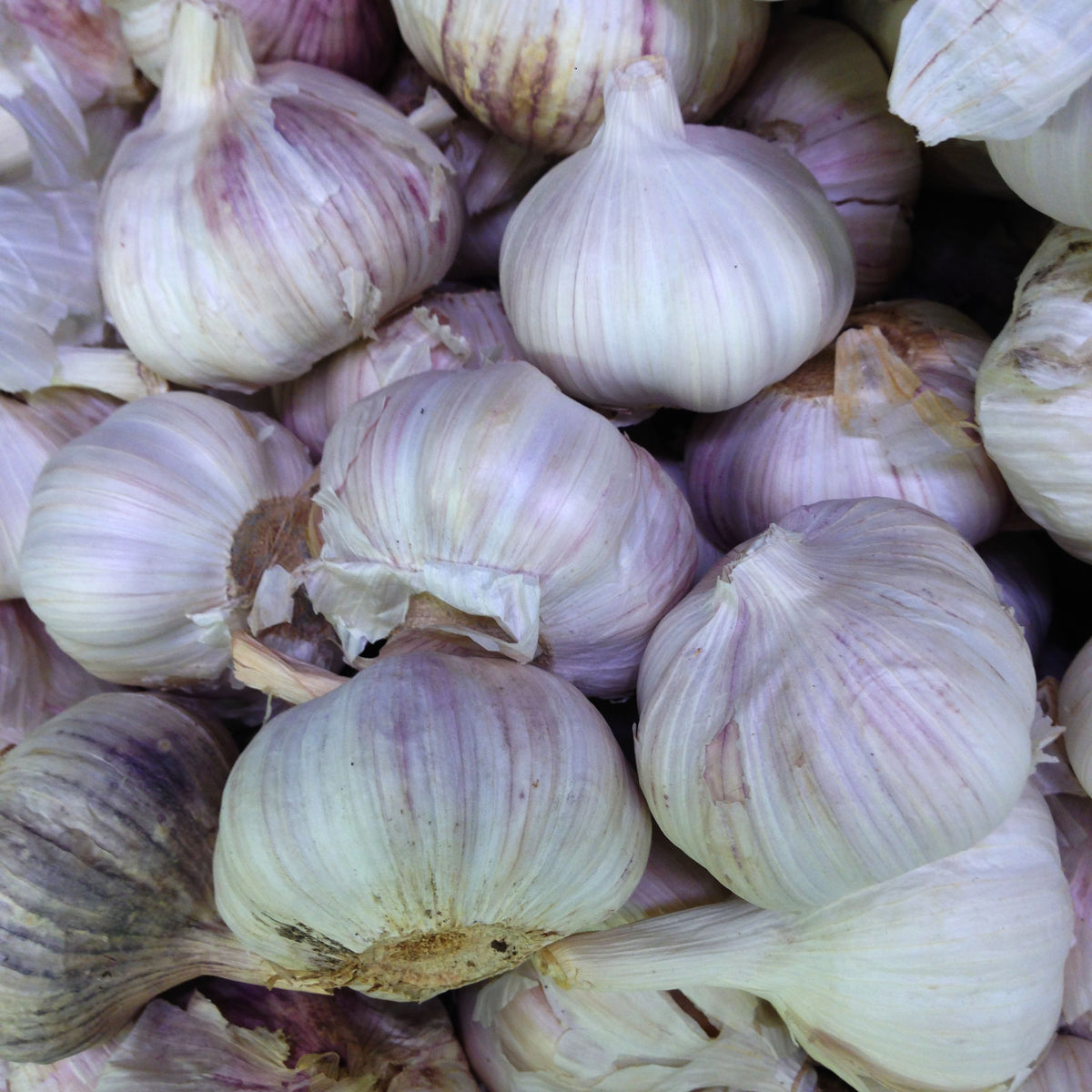 Ail ‘Majestic’ bio (Allium sativum var. ophioscorodon)