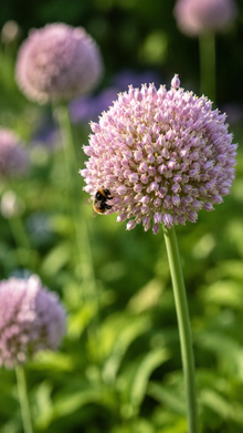 Elephant Garlic for Planting