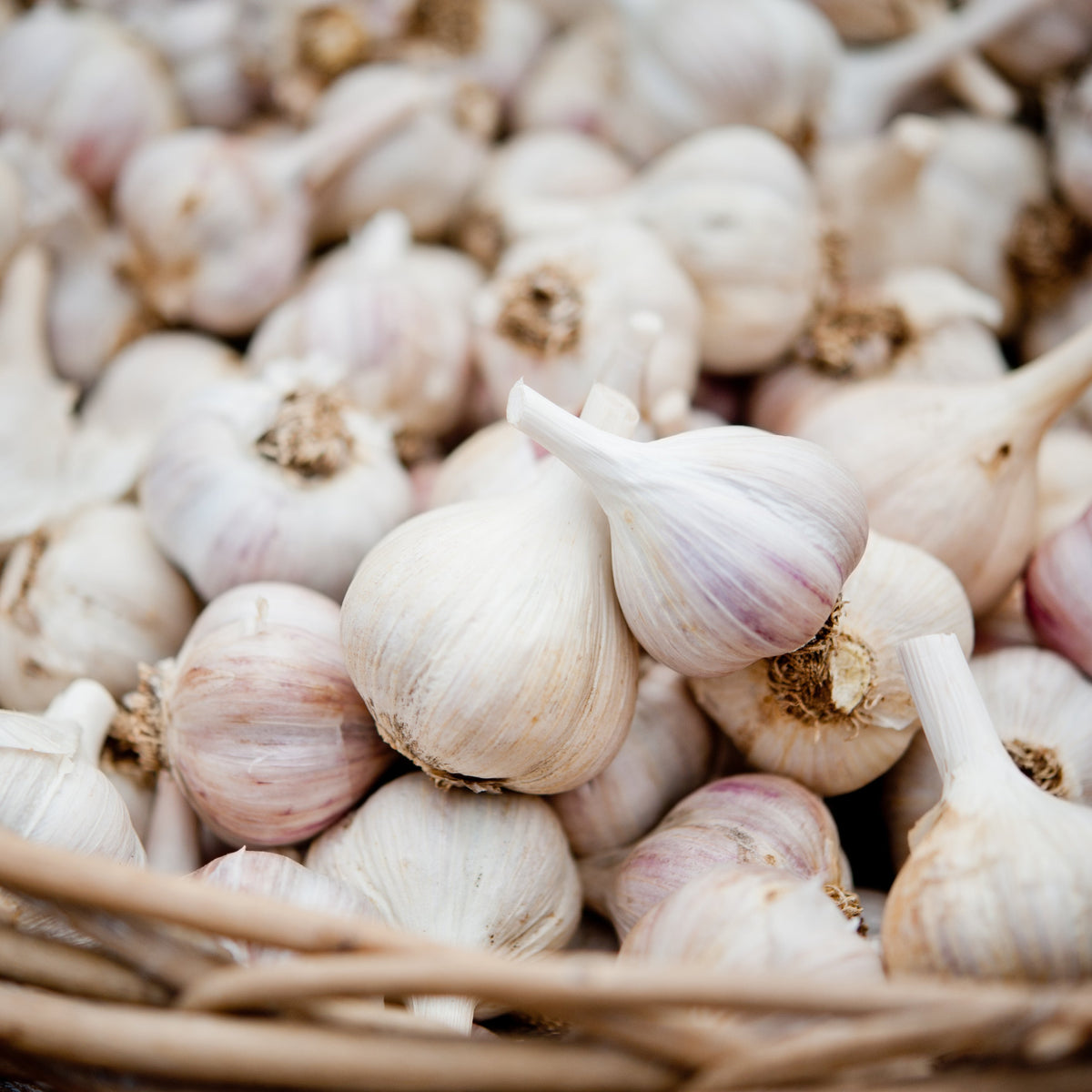 Music garlic (<em>Allium sativum var. ophioscorodon</em> ‘Music’)