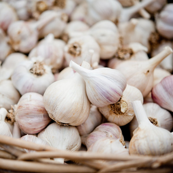 Garlic 'Music'