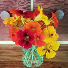 Organic Nasturtium Mix 'Alaska'