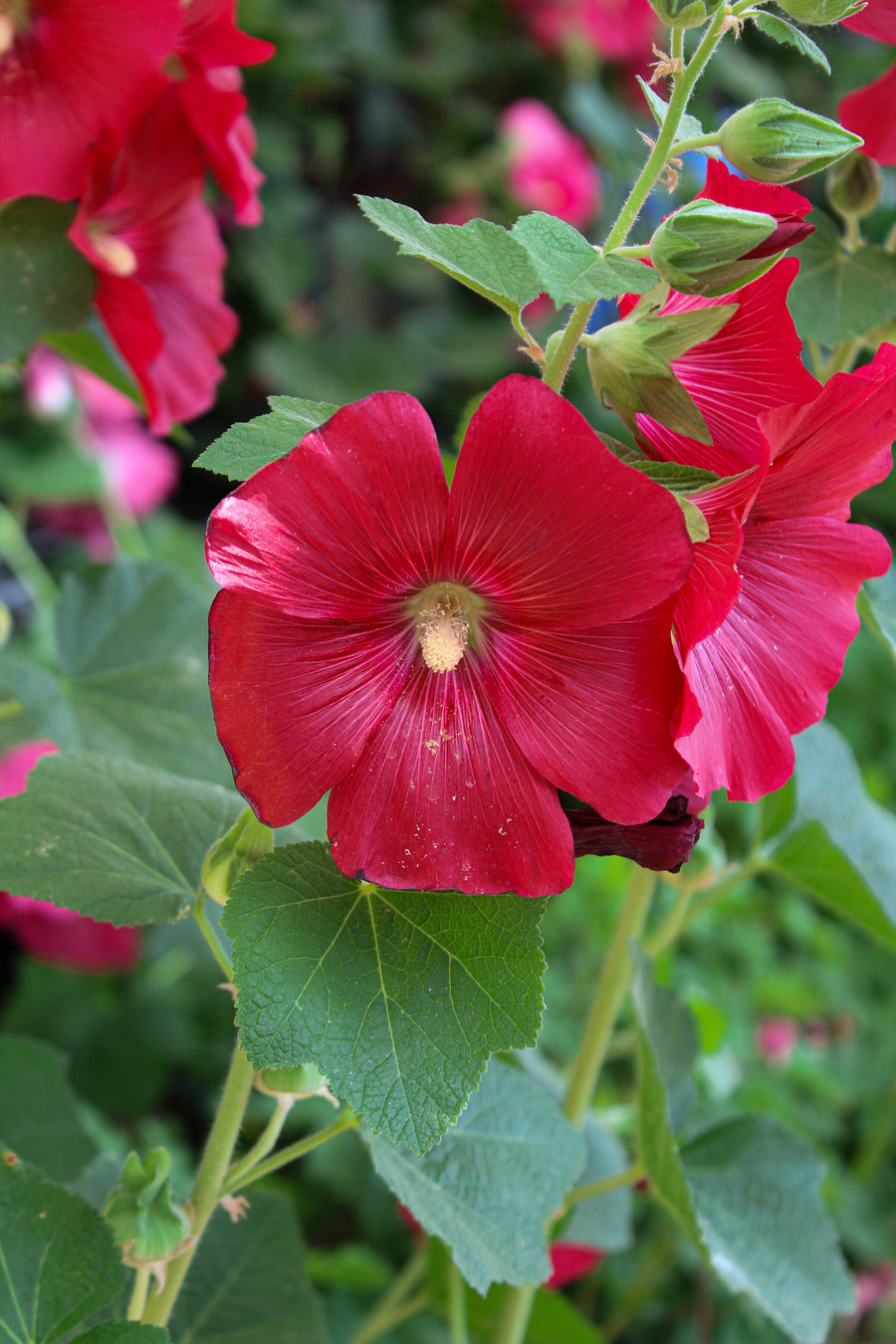 Rose trémière ‘Mars Magic’ — Alcea