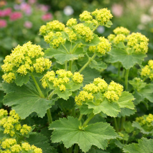 Alchemilla mollis