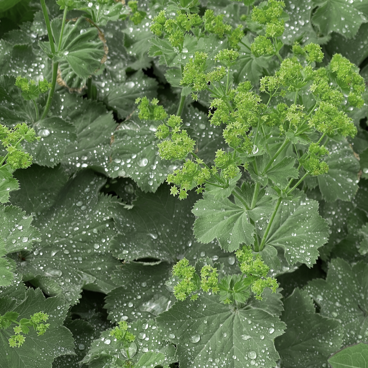 Lady's Mantle