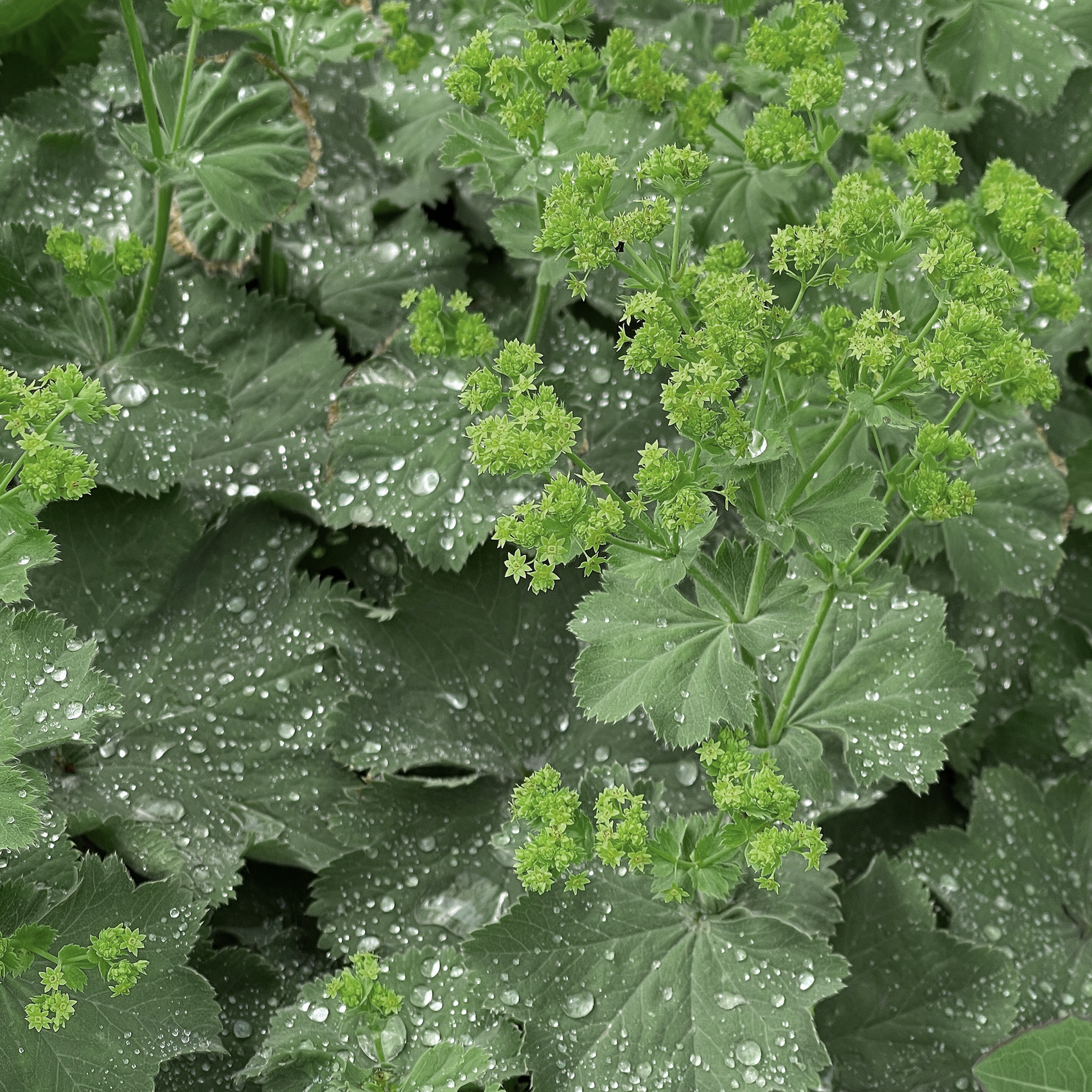Lady's Mantle