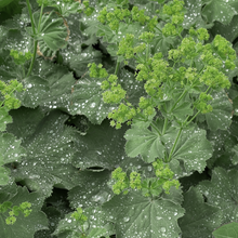 Lady's Mantle