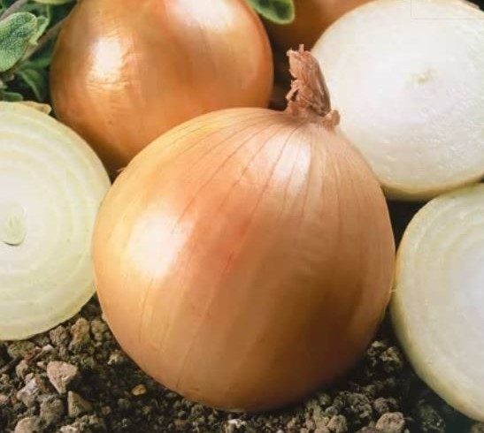 Oignon Ailsa Craig – Gaia Organic Seeds
