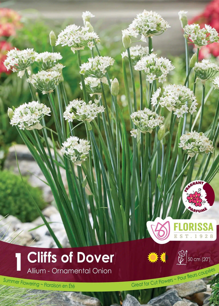 ‘Cliffs of Dover’ garlic chives (<em>Allium tuberosum</em> ‘Cliffs of Dover’)
