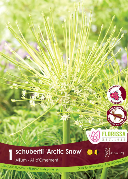 Ail ornemental ‘Arctic Snow’ ( Allium schubertii ) : une grande inflorescence d’allium aux fins rayons terminés par de petites fleurs claires. Le visuel Florissa présente la plante et son nom dans la partie inférieure de l’étiquette. La photographie occupe presque toute la surface, tandis que le bandeau du bas rassemble les indications du produit. Cette vue permet de reconnaître son apparence et de distinguer la variété présentée.