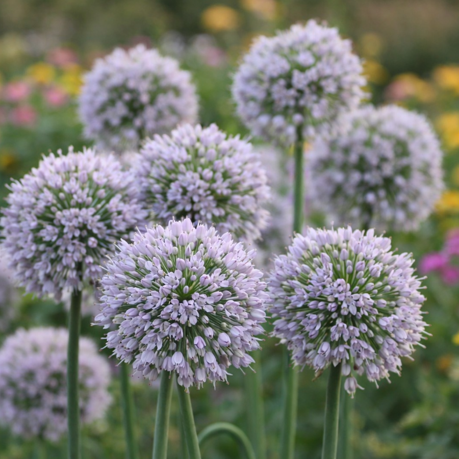Allium 'Bobblehead'