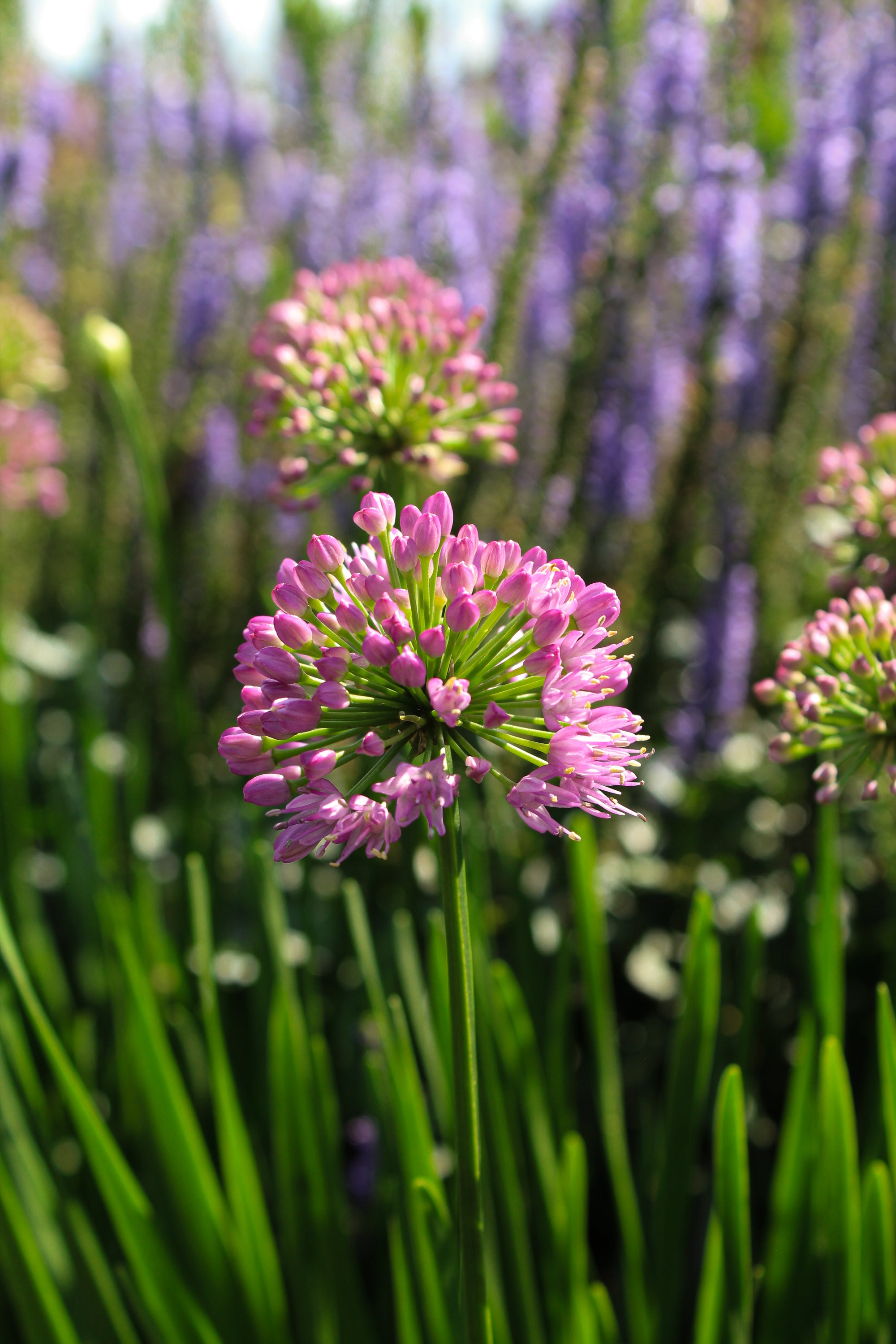 Millenium ornamental onion (<em>Allium</em> ‘Millenium’)