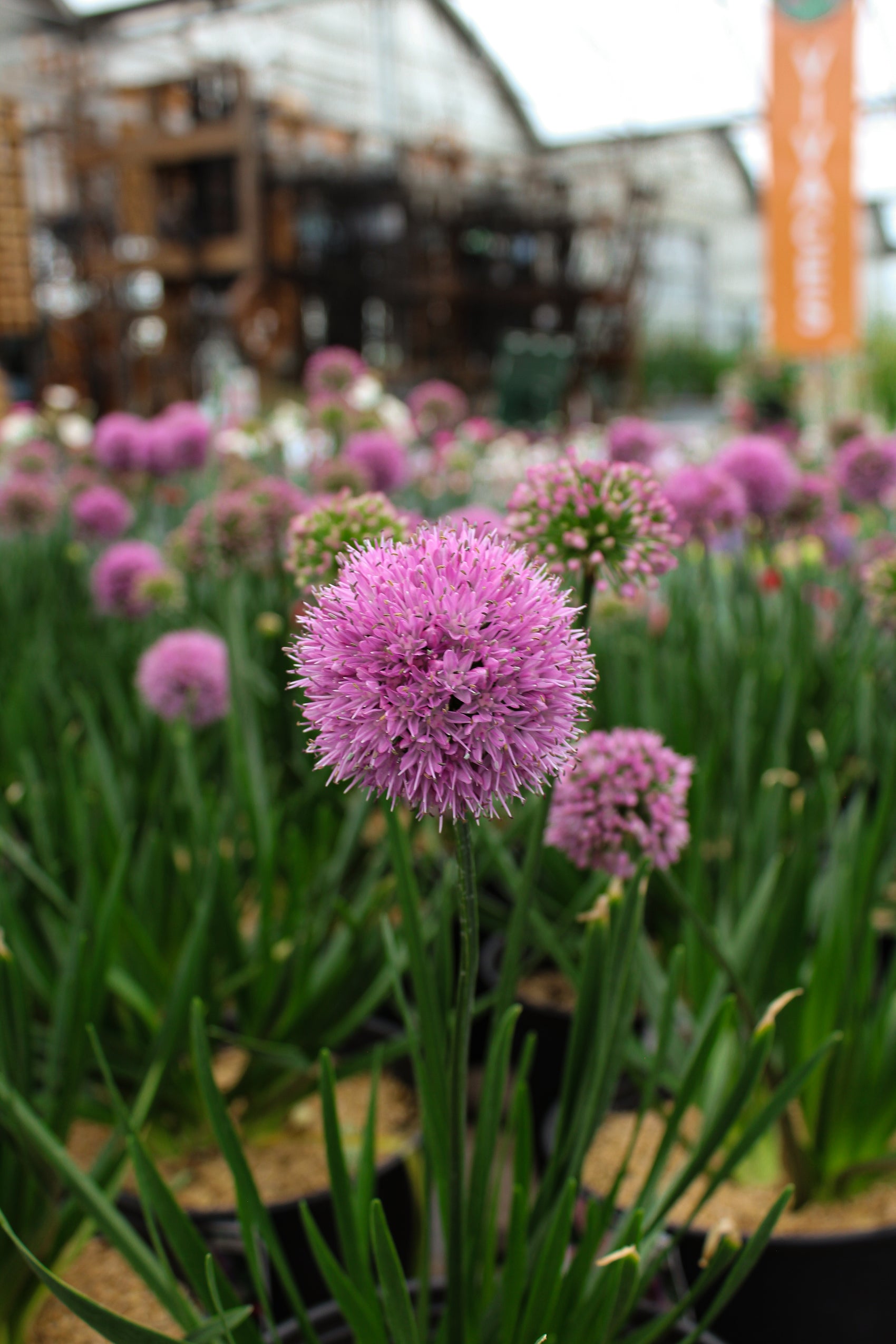 Millenium ornamental onion (<em>Allium</em> ‘Millenium’)