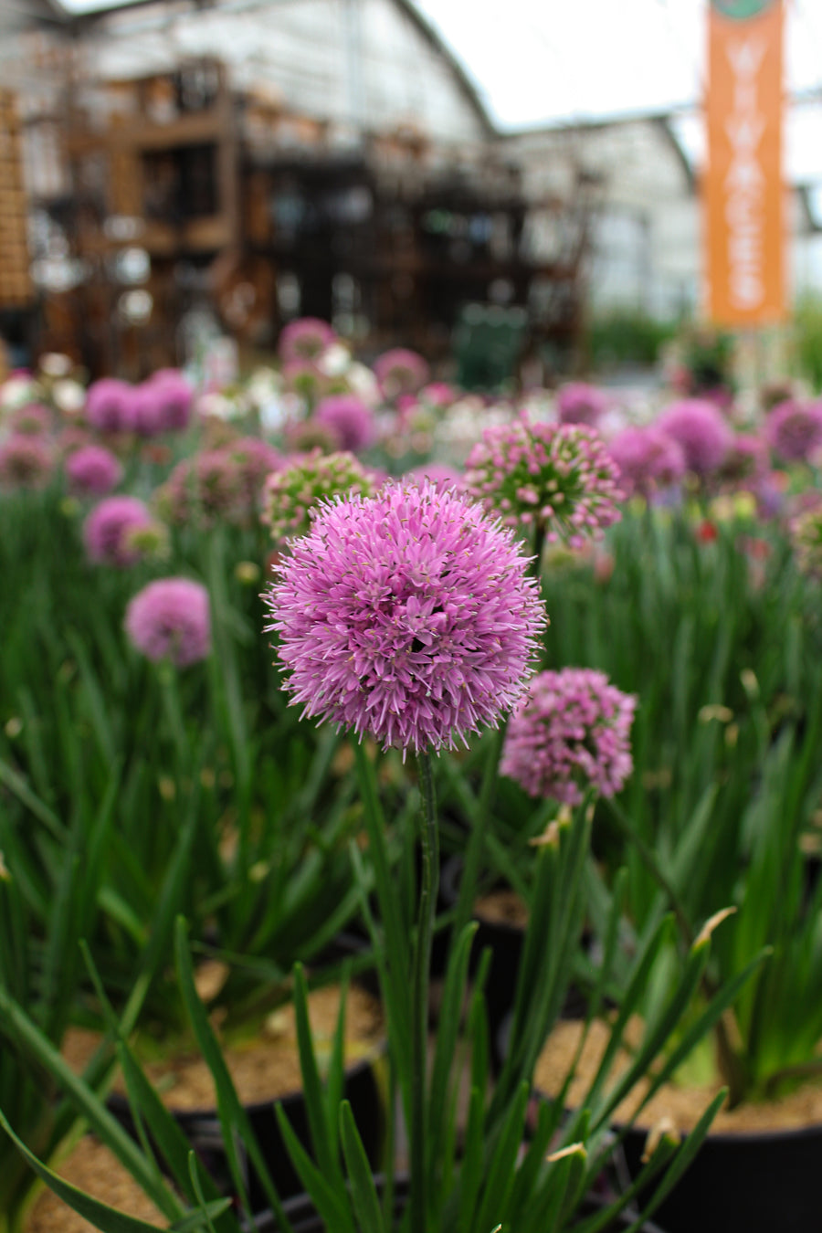 Allium 'Millenium'