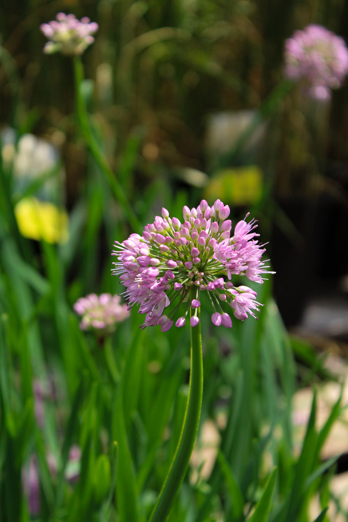 Ail ornemental ‘Pink Planet’