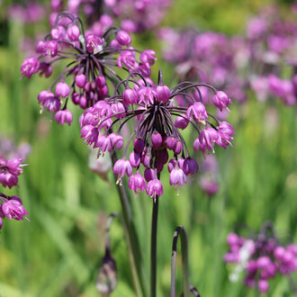 Image officielle de Ail penché sauvage, Allium cernuum, associée au petit sachet de semences.