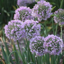 Allium 'Bubble Bath'