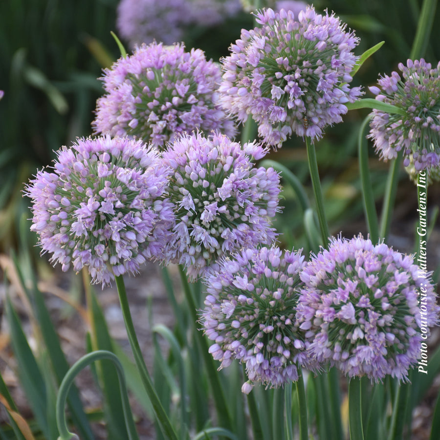 Allium 'Bubble Bath'