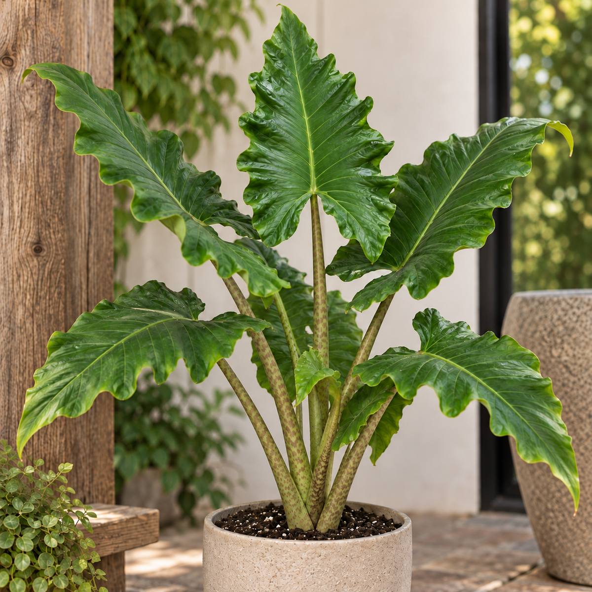 Alocasia 'Boa'