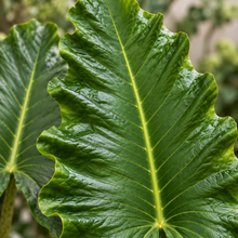 Alocasia 'Boa'