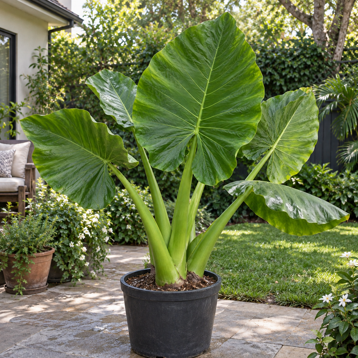 Alocasia 'Borneo King'